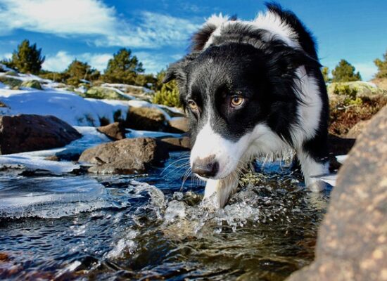border-collie-gedragsproblemen-tips
