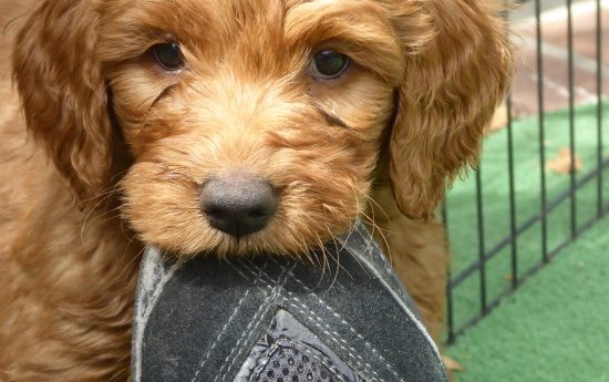Pup 6 maanden blijft bijten